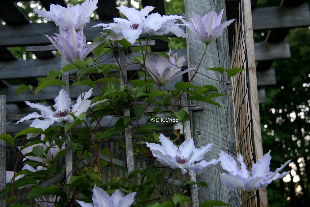 Clematis C Garden Canadensis